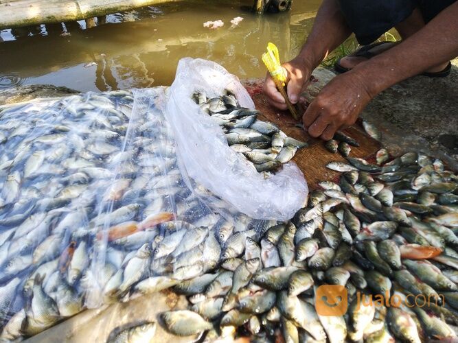 Baby Fish Cianjur