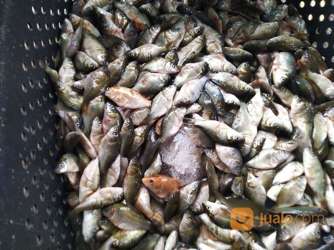 Baby Fish Cianjur
