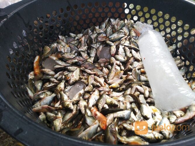 Baby Fish Cianjur
