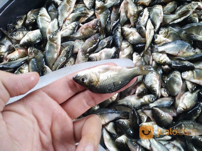 Baby Fish Cianjur