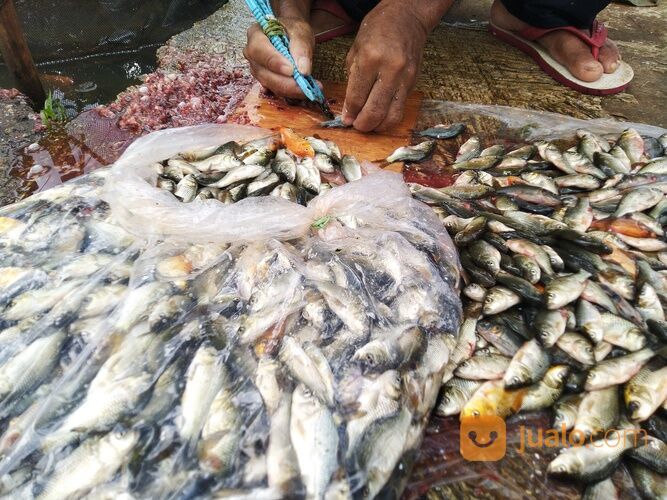 Baby Fish Cianjur