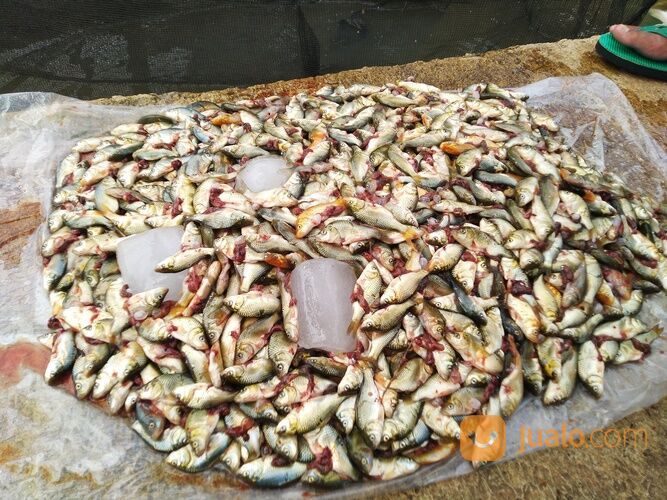 Baby Fish Cianjur