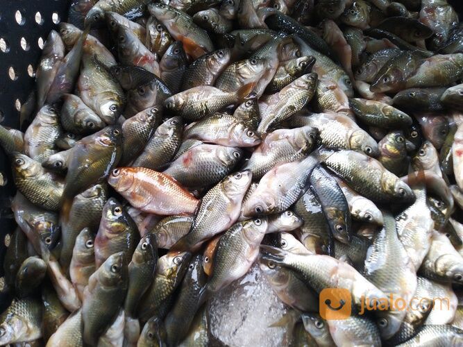 Baby Fish Cianjur