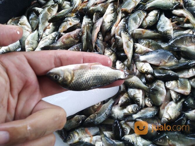 Baby Fish Cianjur