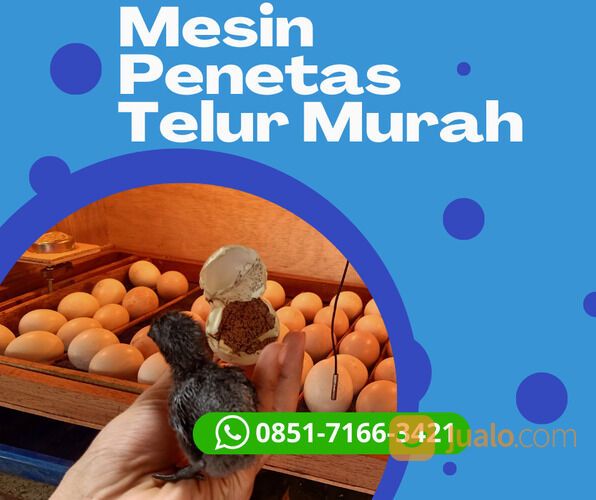 Harga Mesin Penetas Telur Burung Lovebird Di Lahat Sumatera Selatan