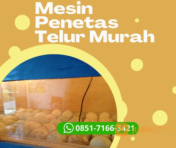 Harga Mesin Penetas Telur Burung Lovebird Di Bone Sulawesi Selatan