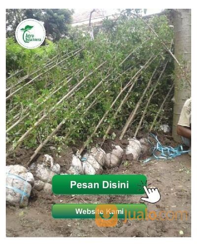 Terjangkau! Pohon Ketapang Kencana Varigata Kabupaten Cianjur