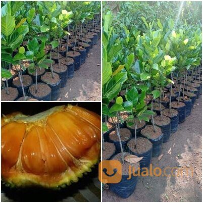 Bibit Tanaman Nangka Madu - Siap Tanam