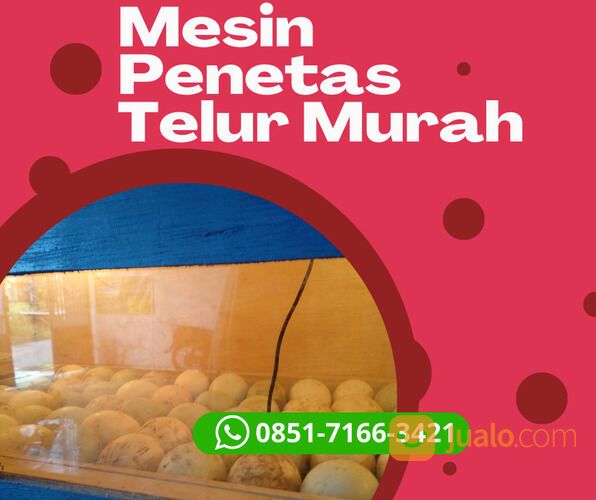 Harga Mesin Penetas Telur Burung Lovebird Di Padang Sidempuan Sumatera Utara