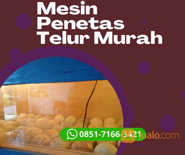 Harga Mesin Penetas Telur Burung Lovebird Di Padang Panjang Sumatera Barat