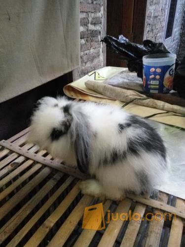 Jual kelinci Fuzzy lop, Lion Head dan Bligon