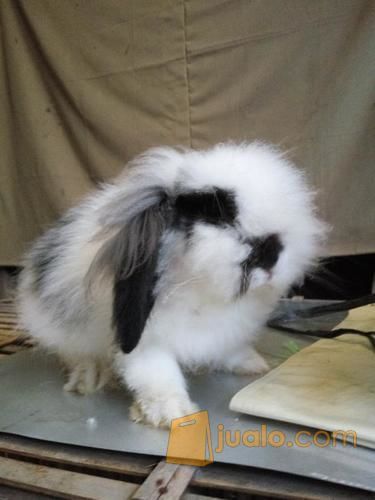 Jual kelinci Fuzzy lop, Lion Head dan Bligon