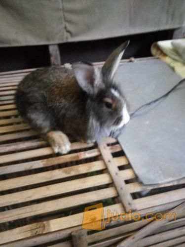 Jual kelinci Fuzzy lop, Lion Head dan Bligon