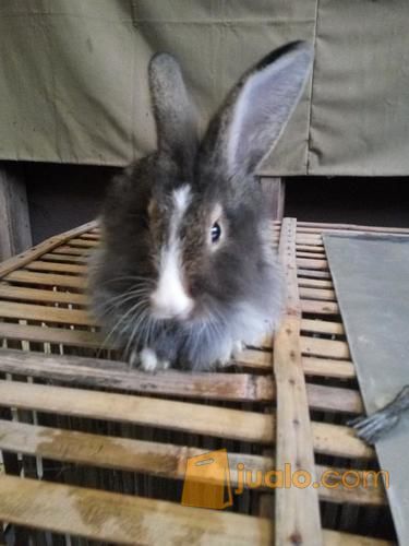 Jual kelinci Fuzzy lop, Lion Head dan Bligon