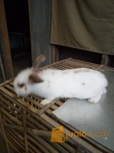 Jual kelinci Fuzzy lop, Lion Head dan Bligon