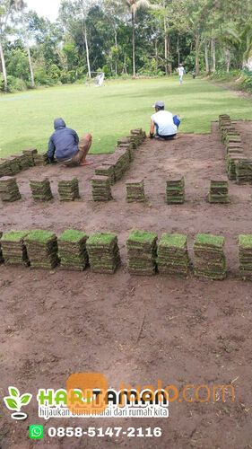 Rumput Jepang Kota Malang Termurah Siap Tanam