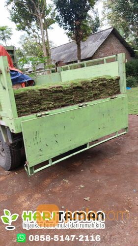 Rumput Jepang Kota Malang Termurah Siap Tanam