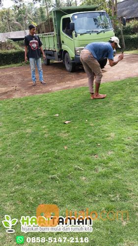 Rumput Jepang Kota Malang Termurah Siap Tanam