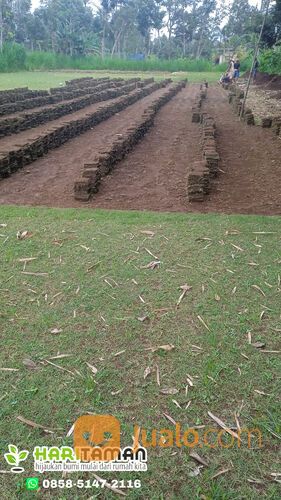 Rumput Jepang Kota Malang Termurah Siap Tanam