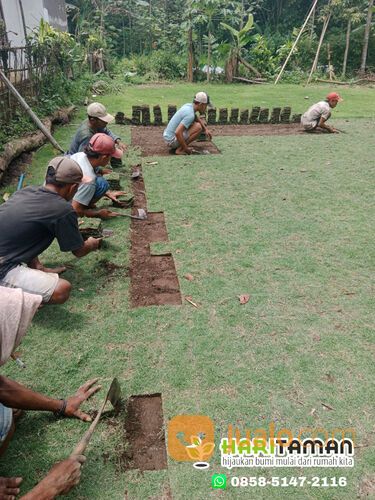 Rumput Jepang Kota Malang Termurah Siap Tanam