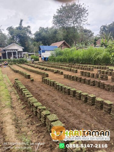 Harga Terbaru Rumput Golf Kota Malang