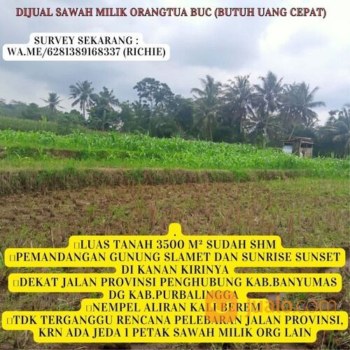 BUC sawah milik orangtua ,Luas tanah 3500 m²