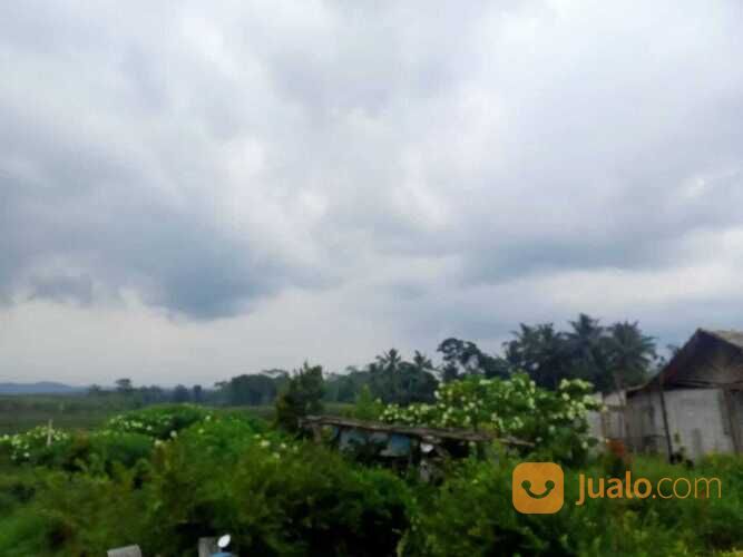 BUC sawah milik orangtua ,Luas tanah 3500 m²