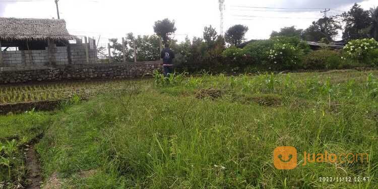 BUC sawah milik orangtua ,Luas tanah 3500 m²