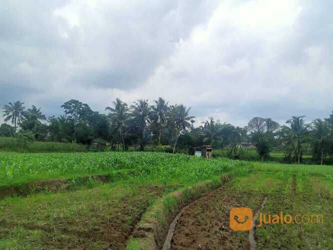 BUC sawah milik orangtua ,Luas tanah 3500 m²
