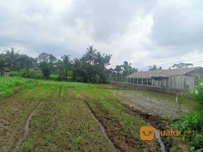 BUC sawah milik orangtua ,Luas tanah 3500 m²