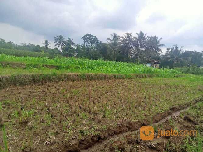 BUC sawah milik orangtua ,Luas tanah 3500 m²