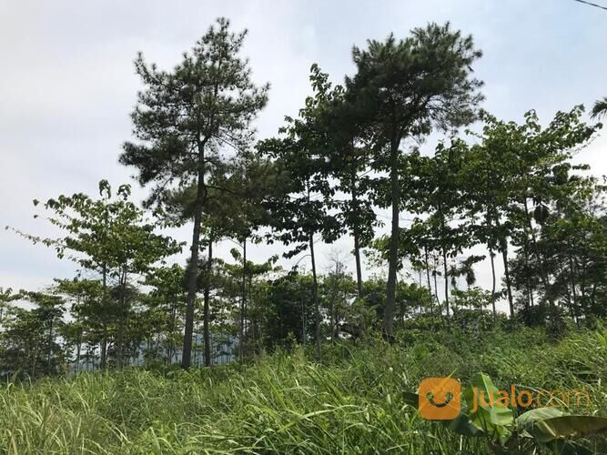 TANAH MURAH DI KUTAWARINGIN, CIANJUR, cocok untuk peternakan, perkebunan, dll