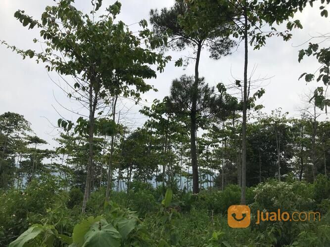 TANAH MURAH DI KUTAWARINGIN, CIANJUR, cocok untuk peternakan, perkebunan, dll