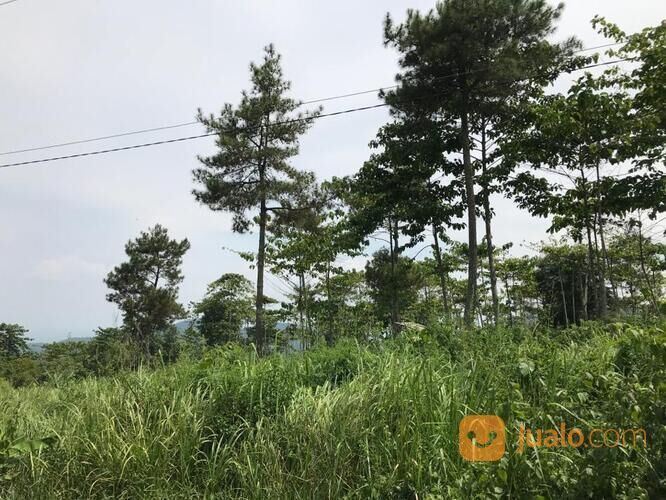 TANAH MURAH DI KUTAWARINGIN, CIANJUR, cocok untuk peternakan, perkebunan, dll