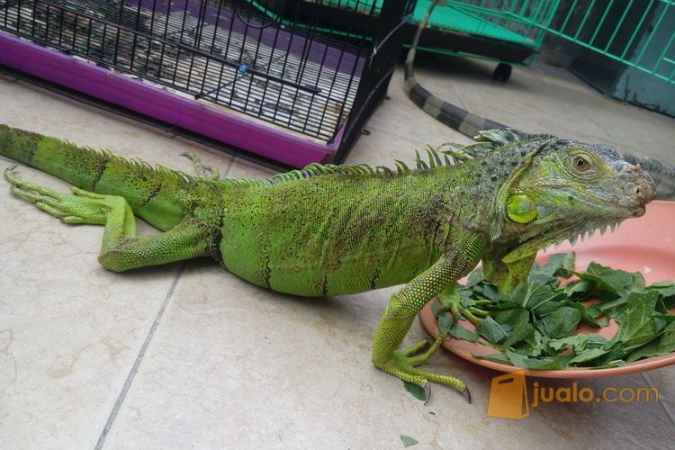 GREEN IGUANA 90CM