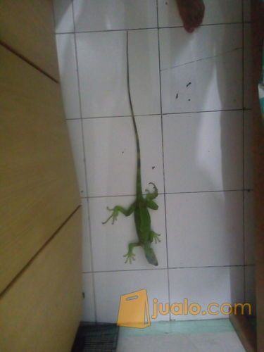 GREEN IGUANA 90CM