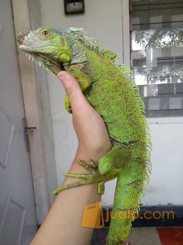 GREEN IGUANA 90CM