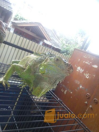 GREEN IGUANA 90CM