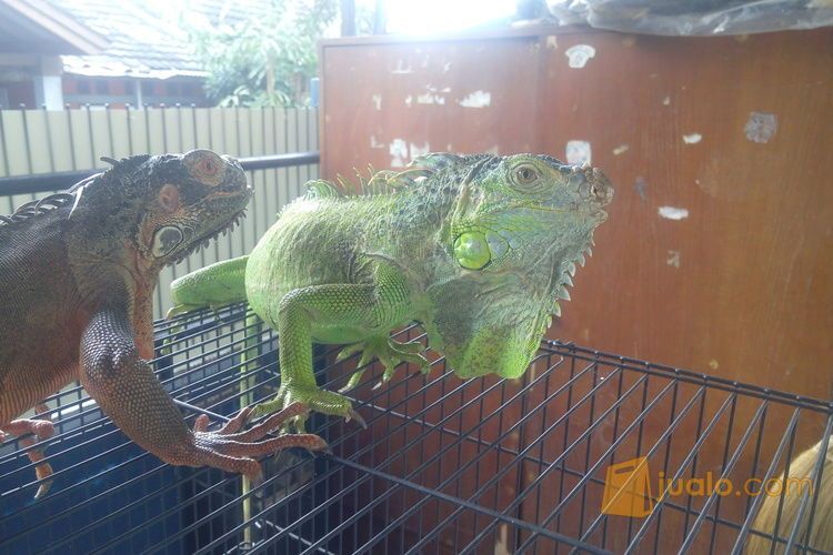 GREEN IGUANA 90CM