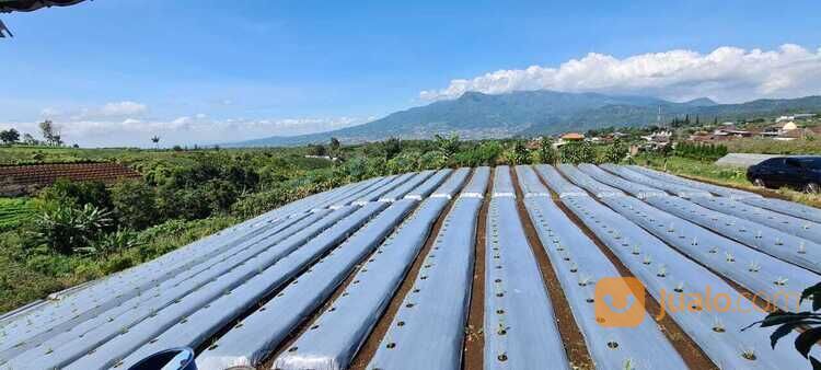 Tanah Murah Alamat Sumbergondo Kota Wisata Batu 666,9 Juta