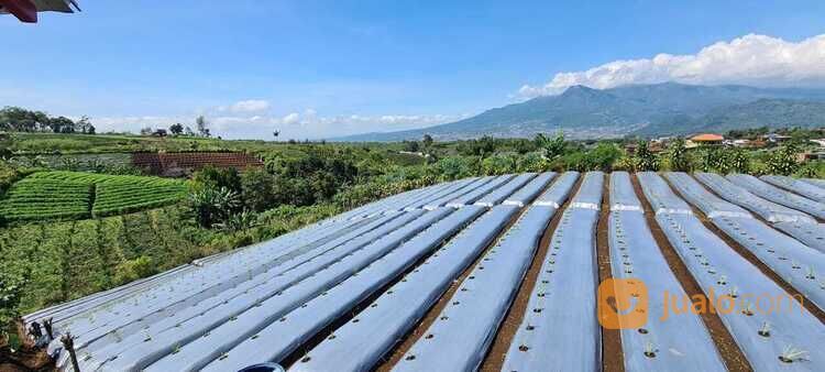 Tanah Murah Alamat Sumbergondo Kota Wisata Batu 666,9 Juta