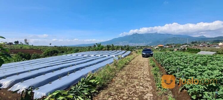 Tanah Murah Alamat Sumbergondo Kota Wisata Batu 666,9 Juta