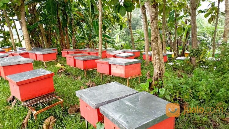 PETERNAK MADU MURNI, 0812-5936-3086, Karangwangi Cirebon Madu Kencono Harga Grosir