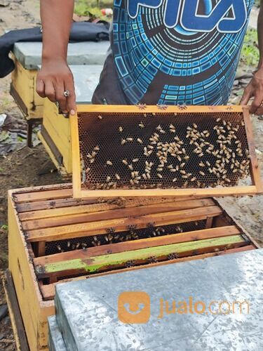 PETERNAK MADU MURNI, 0812-5936-3086, Karangwangi Cirebon Madu Kencono Harga Grosir