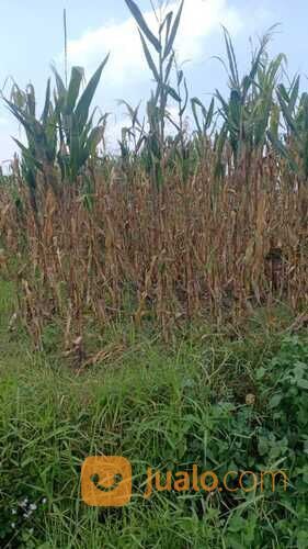 TANAH LUAS LOKASI BAGUS DESA SUMBERKEMBAR KECAMATAN PACET KABUPATEN MOJOKERTO