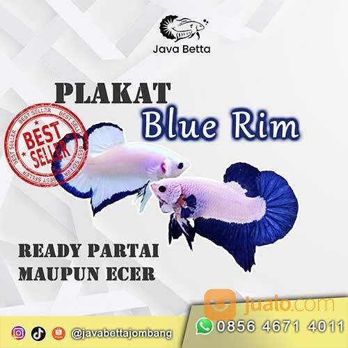 Cupang Blue Rim, Partai atau Satuan Murah - di Java Betta Jombang