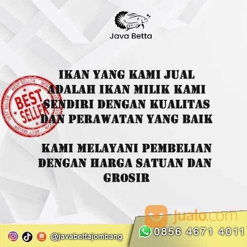 Cupang Blue Rim, Partai atau Satuan Murah - di Java Betta Jombang