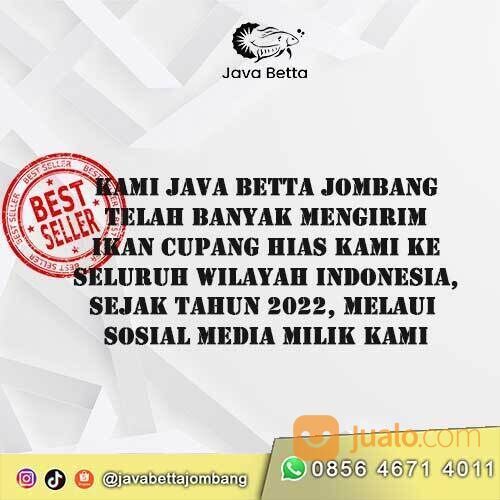 Cupang Blue Rim, Partai atau Satuan Murah - di Java Betta Jombang
