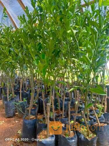 Bibit Tanaman Jeruk Santang Madu Rasa Manis Siap Tanam Murah