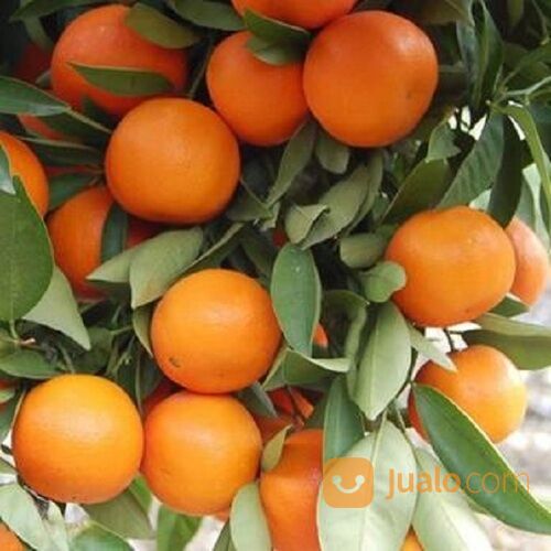 Bibit Tanaman Jeruk Santang Madu Rasa Manis Siap Tanam Murah